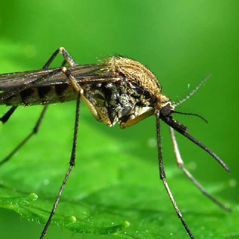 Insect Control