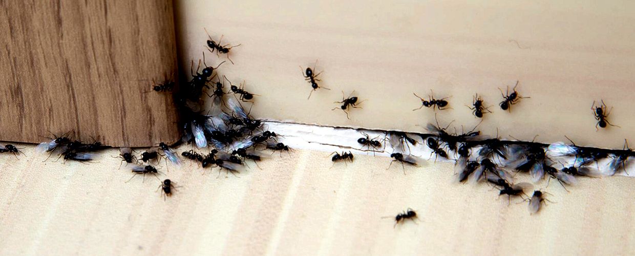 Corrales New Mexico Bed Bugs